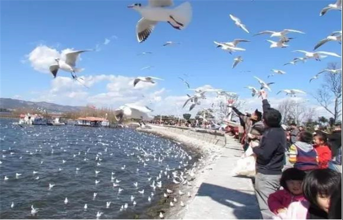 有山、有海、有古鎮(zhèn)....昆明這些秀麗風(fēng)景邀你來打卡！