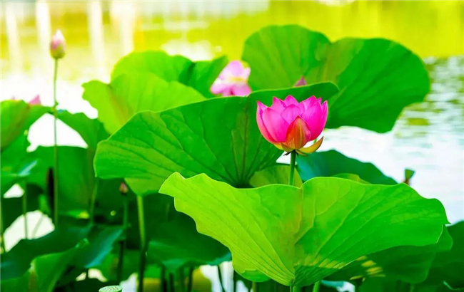 小荷才露尖尖角，早有蜻蜓立上頭，昆明“荷”你有約