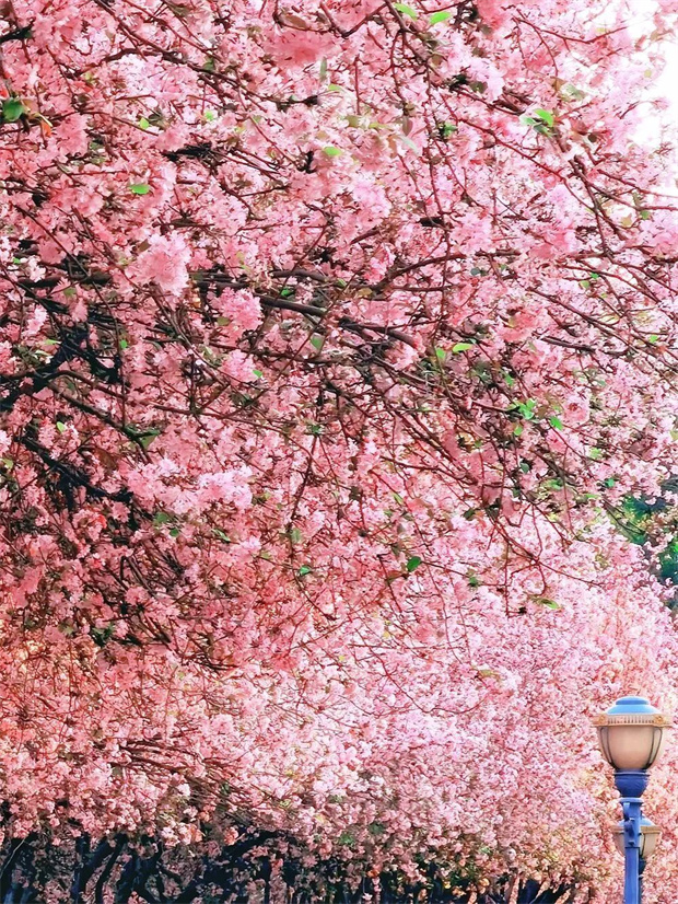 云南旅游,云南旅行社,云南團建公司,云南會議公司,云南策劃公司,昆明旅游,昆明旅行社,昆明團建公司,昆明策劃公司：146天“超長春季”！進來解鎖昆明踏春撒歡指南