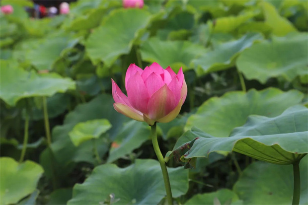 云南旅游,云南旅行社,云南團建公司,云南策劃公司,云南會議會展,昆明旅游,昆明旅行社,昆明團建公司,昆明策劃公司,昆明會議會展：楊林港的荷花，開了！