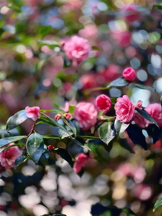 昆明旅游：昆明這座藏在山里的茶花園，300畝花海正怒放，再不去就晚了